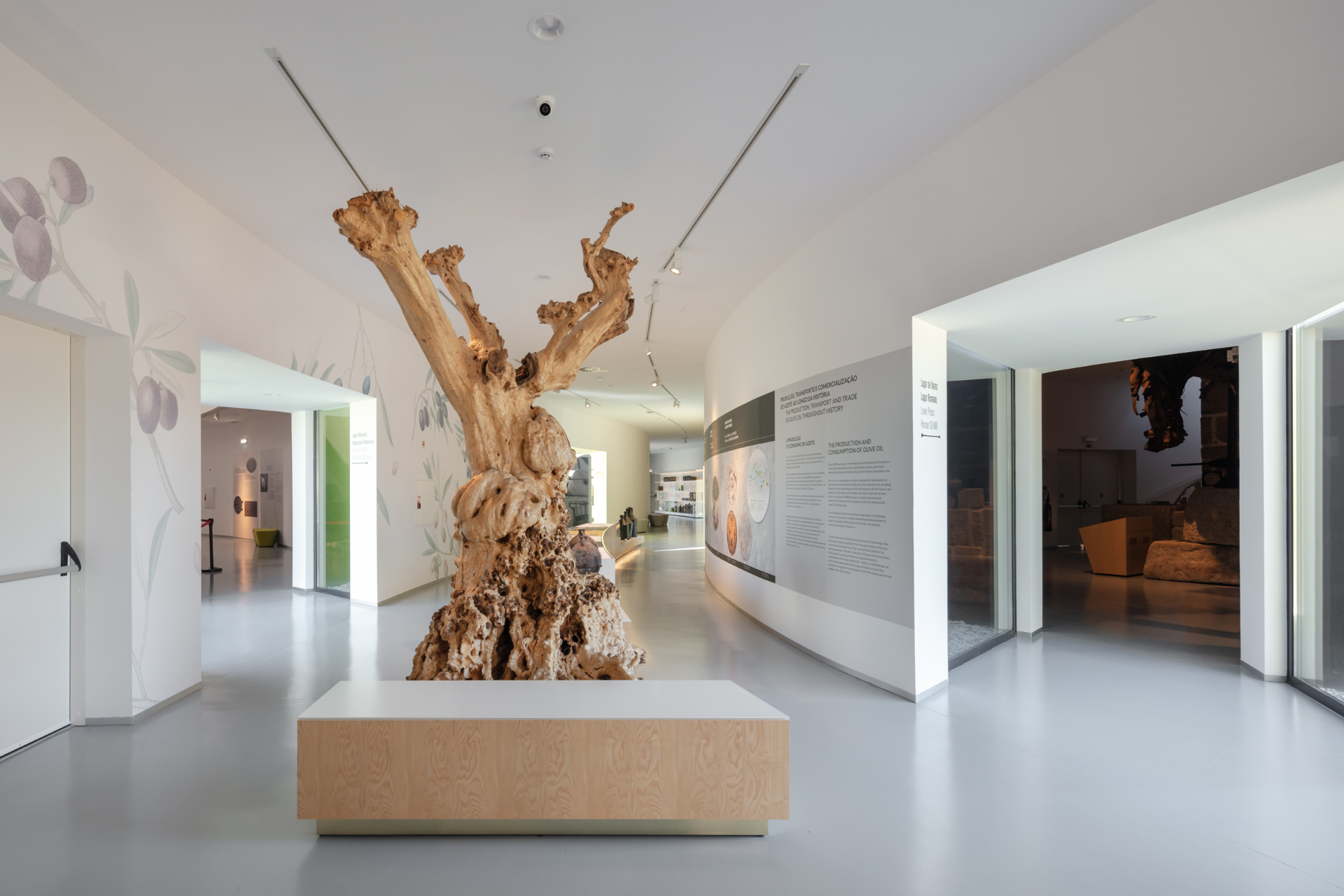Ausstellungssaal des Museums mit jahrhundertealtem Olivenbaum und Parcours zu Produktion und Konsum von Olivenöl.